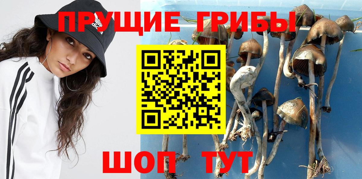 Псилоцибиновые грибы Psilocybe Тихорецк